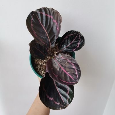 TitaCalathea's profile picture. Newbie plantmom. Willing to learn.
Check me out
FB: Tita Calathea
IG: @titacalathea