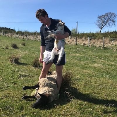 Farming sheep and Pedigree Luings in the uplands of the Scottish Borders.