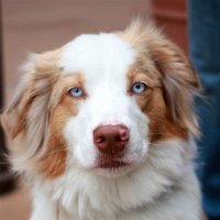 Barbara Smith - @barlovecollie Twitter Profile Photo