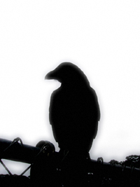 solocrow's profile picture. angsty artist-type