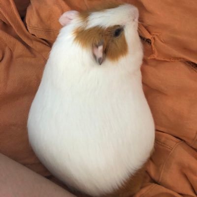 LookkedCN's profile picture. 