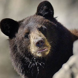 I'm a bear about town.