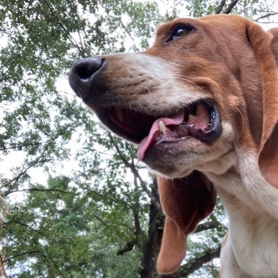 Cletus79809009's profile picture. Leigh 👩🏻‍🦰 🇺🇸 Carolina Girl ❤️