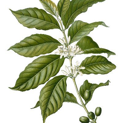 TheCoffeeBlogco's profile picture. 🌿Couponista 🌿Blogger 🌿👦🏻👦🏻 Mom 🌿 Disney 💖 🌿 Coffee 💖 🌿 Travel Agent 🌿 Animal Rescuer 🌿 Jesus 💖 🌿ATL