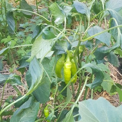 MouradSellami50's profile picture. Un bon à rien.
Out of force labour.