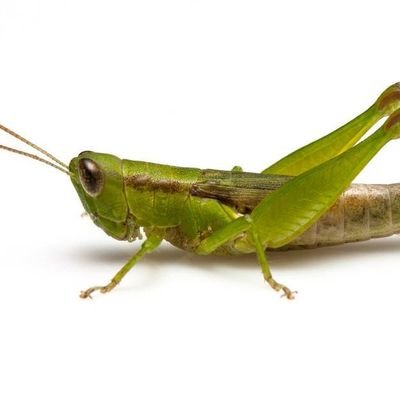 ひらたい シンガポールの面積は琵琶湖の面積とほぼ同じ おっほ16