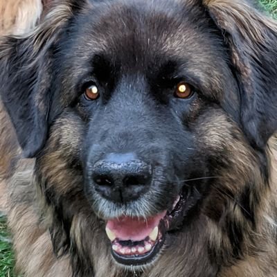 Father, Architect, Leonberger Admirer & Car Guy