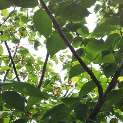 精神疾患への偏見を無くしたくて署名活動をしています。 「義務教育で精神疾患を教えて偏見を無くしてほしい!」