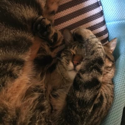 akito_1017's profile picture. YUI/FLOWER FLOWER/ONE OK ROCK/ReN etc... virgowearworks