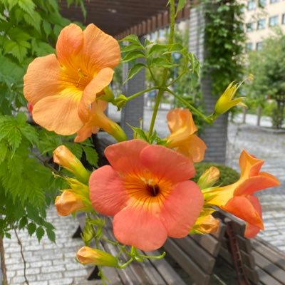 夫と一緒に温泉などを楽しみたい北東北のOLです。ポケモンスリープ大好きです。30代前半 ※なりすましにご注意ください。この他にアカウントはありません。