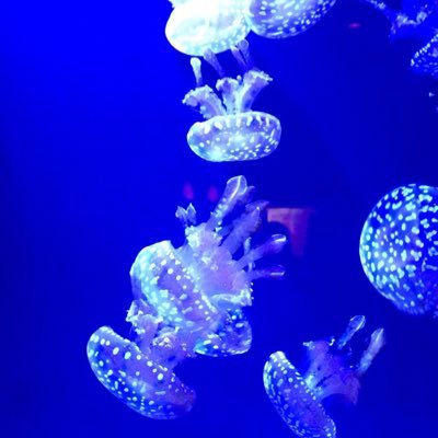 hirokoumii's profile picture. 棚橋選手のファンです 👆