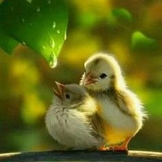 KatakwarSuman's profile picture. 