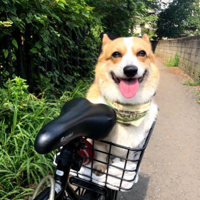 torocorgi1 Profile Picture