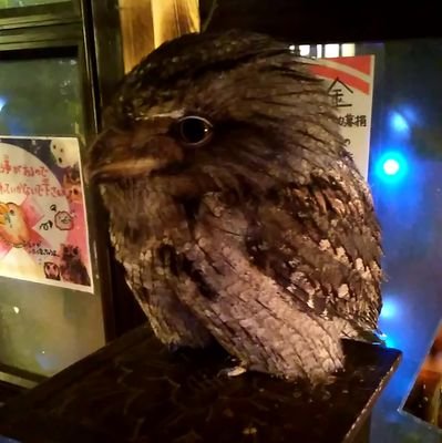 HWgFaa's profile picture. 初心者トレーダー。

インフラエンジニア