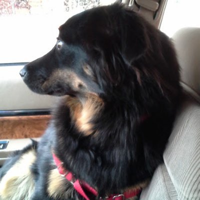 Also on Mastodon @Hundpappa@mstdn.social and Blue Sky @hundpappa.bsky.social