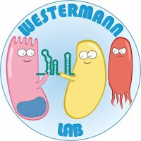 Westermann lab(@WestermannLab) 's Twitter Profile Photo