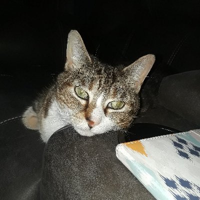 Itsme4681Laura's profile picture. IFB 🚂MAGA 🇺🇸 President Trump all the way. 🇺🇸🇺🇸 great to be back on Twitter.. no DM..