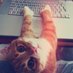 rabbitsthecat (@rabbitsthecat1) Twitter profile photo rabbitsthecat (@rabbitsthecat1) Twitter profile photo