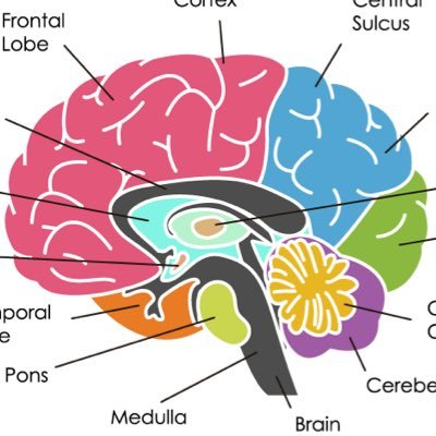 Cincinnati Children’s Child Neurology! An unofficial, resident and attending run 🧠  account