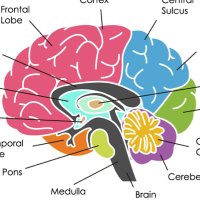cincychildneuro (@cincychildneuro) 's Twitter Profile