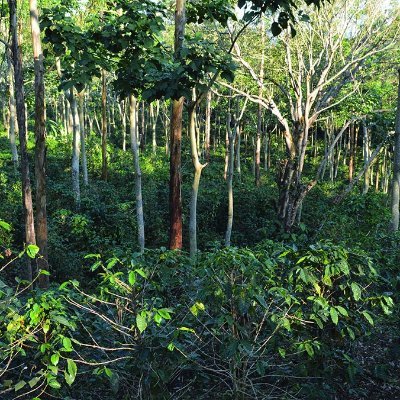 #Agroforestry is the combination of trees, crops, and livestock having many benefits, making our world a better place for all. #carbonstorage #climatechange