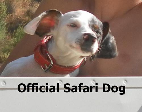 Official Safari Dog of the Costa Del Sol,
 LOSTWORLD-MARBELLA
The only Group events adventure activity centre - Marbella - By appointment only