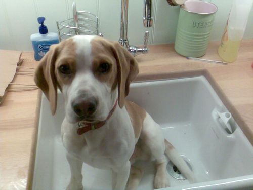 banger_beagle's profile picture. I'm a beagle, called Banger and I like to sleep and eat