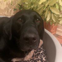 Christina Donnellan (@donnellan_ch) 's Twitter Profile