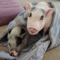 Pinky and the Pain (@pinky_pain) 's Twitter Profile Photo