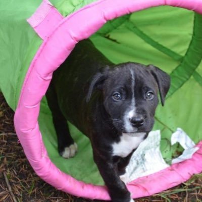 darcey891's profile picture. Darcey’s doggie rescue