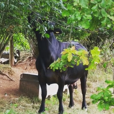 dudaccont's profile picture. 