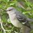 the mocking bird