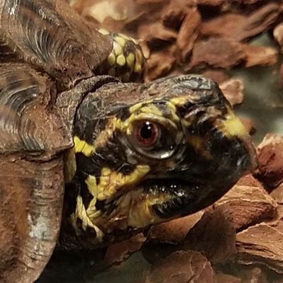 The Twitter of my pet box Turtle, Shirleen Tank, here I will show pictures of box turtles and other reptiles. shirleentank@gmail.com. Active: Nov 16-Dec 11 2020