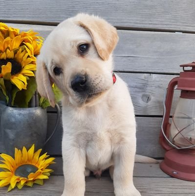 Labrador and Goldendoodle Breeder and Trainer.
435- 633-6067