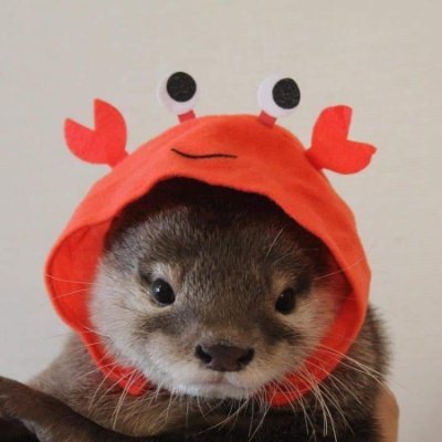 dirtam's profile picture. ¡Próximamente!