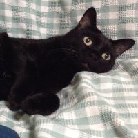 みゃぼん (@amata2003) 's Twitter Profile