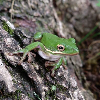 @USFWS biologist | Aquatic Ecology, Conservation, & Decision Science | Tweets my own — “What is unthinkable is undoable “ — Donna Tartt, The Secret History