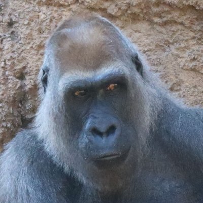 They told me I'd get free food. They did not teach me their would be a cage. Get me out.