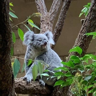 torima_koara's profile picture. コアラ専用アカウントです。多摩動物公園のきららちゃん愛。コアラーの皆様のお写真で日々生かされていますありがとうございます✨(無言フォローお許し下さい💦)