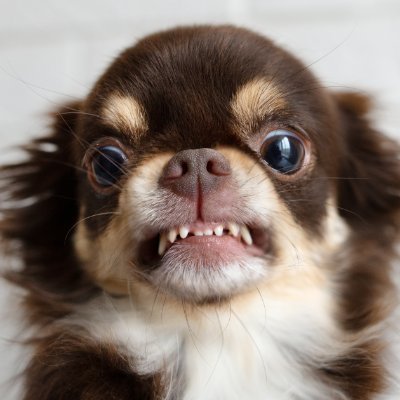PatchyLeDog's profile picture. Tool maker, well known bot.