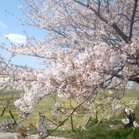 ツクシム (@tukusim_f) 's Twitter Profile