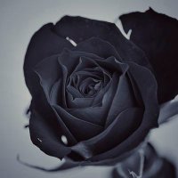 灰 (@inohsa) Twitter profile photo