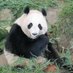 pandaful_world (@pandafulw) Twitter profile photo pandaful_world (@pandafulw) Twitter profile photo