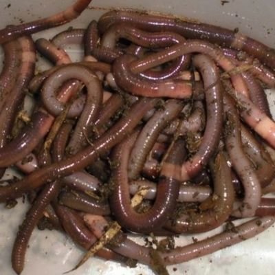 hcP2CLkGtQXvTeZ's profile picture. ( ・∀・)ｒ鹵~＜≪巛;ﾟДﾟ)