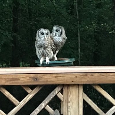 SVMW19's profile picture. 