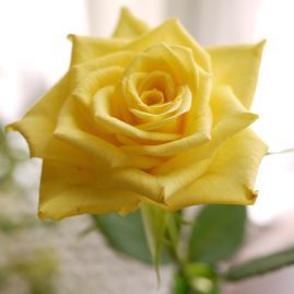 miney6670's profile picture. 大阪でデザイナーの端くれをやってます。 最近フラを始めました。アロハ〜