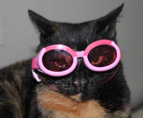 DogChewz's profile picture. DogChewz  was founded to do more for abused and abandoned animals. Organic wheat, corn, soy-free dog treats & bowls...loved by dogs of all sizes!.