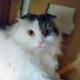 のらねこさんぽ (@noranekoosanpo) Twitter profile photo のらねこさんぽ (@noranekoosanpo) Twitter profile photo