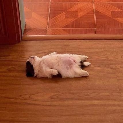 dkumasemari's profile picture. tissue-eng PhD student