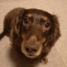 MdfSummer's profile picture. 我が家のいぬの行動記録です。2012年生まれの♀。ミニチュアダックスのはずがサイズオーバー。ほぼ、いぬ専用。時々うさぎ（前に飼っていました）。いぬに癒される毎日を過ごしています。
#ミニチュアダックスフンド
#チョコレート・タン
#ヘルニア手術歴あり
#犬が好き
#犬